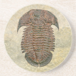 Yuepingia Fossil Trilobite Sandstein Untersetzer