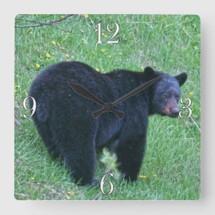 Yukon Black Bear & Wilderness Foto Art Quadratische Wanduhr
