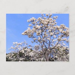 Yulan Magnolia : Carte postale
