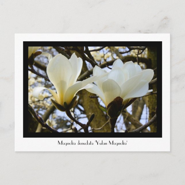 Yulan Magnolia Collectible Postcard Postkarte (Vorderseite)