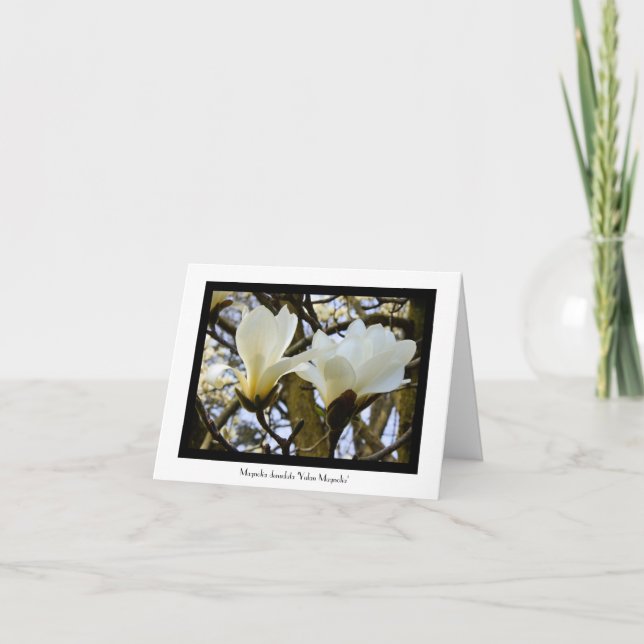 Yulan Magnolia Stationary Grußkarte Karte (Vorderseite)