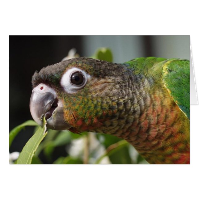 yum (Devant horizontal)