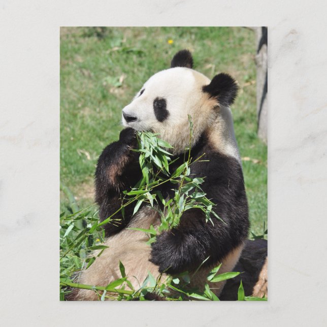 Yum Bamboo! Panda Postcard Postkarte (Vorderseite)