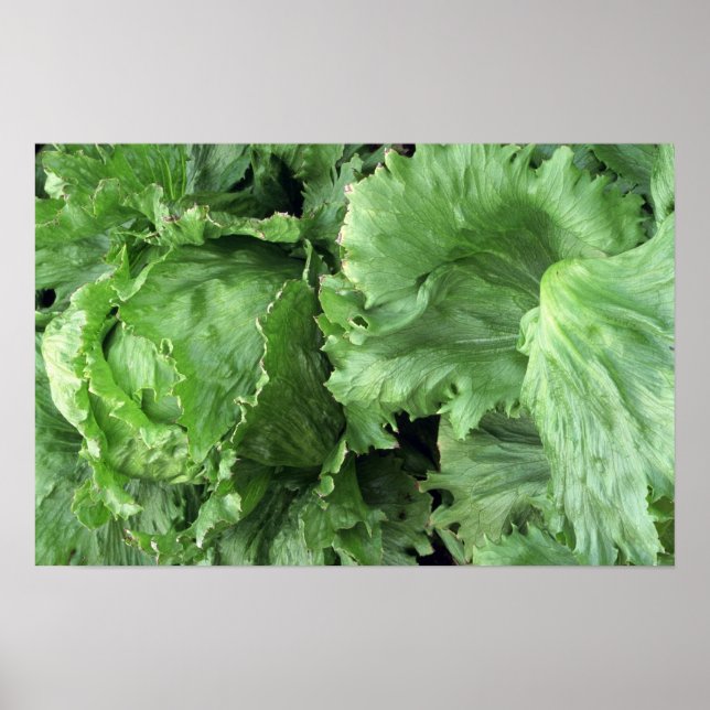 Yummy Iceberg Salat Poster (Vorne)