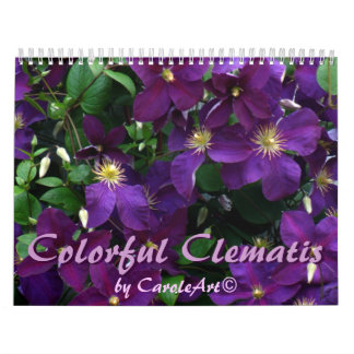 Z bunter Clematis 2013 Kalender