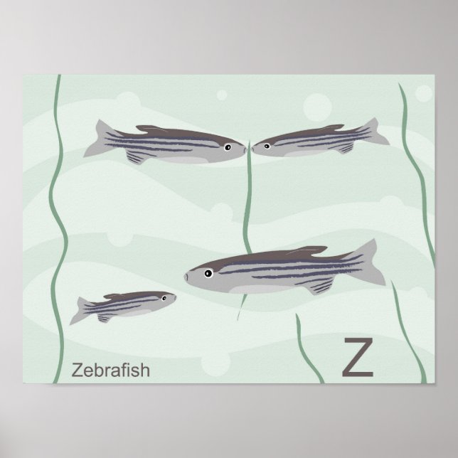 Z für zebrafish Poster (Vorne)