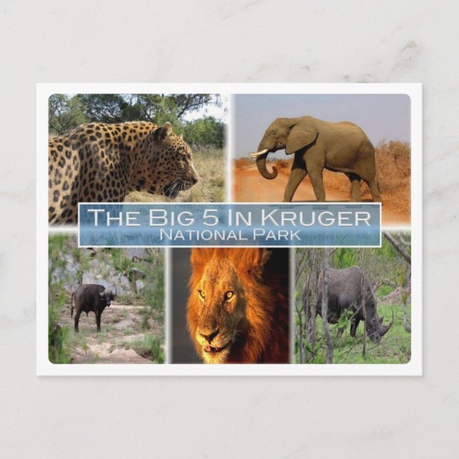 ZA Südafrika - Die 5 großen in Krugen n.P. - Postkarte (Vorderseite)