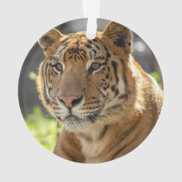 Zachariah - ornament