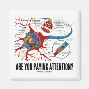 Zahlen Sie Aufmerksamkeit? (Neuron-Synapse-Spaß) Magnet