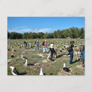 Zählen von Laysan Albatross Nests Postkarte