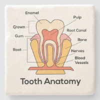 Zahn-Anatomie-Diagramm