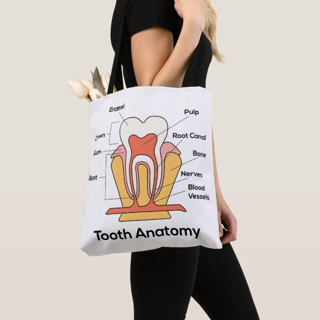 Zahn-Anatomie-Diagramm Tasche (Von Nahem)