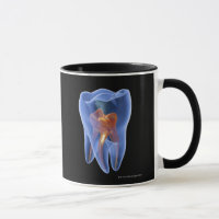 Zahn, transparenter Querschnitt eines Molars