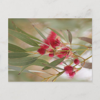 Zahnblüten Postkarte