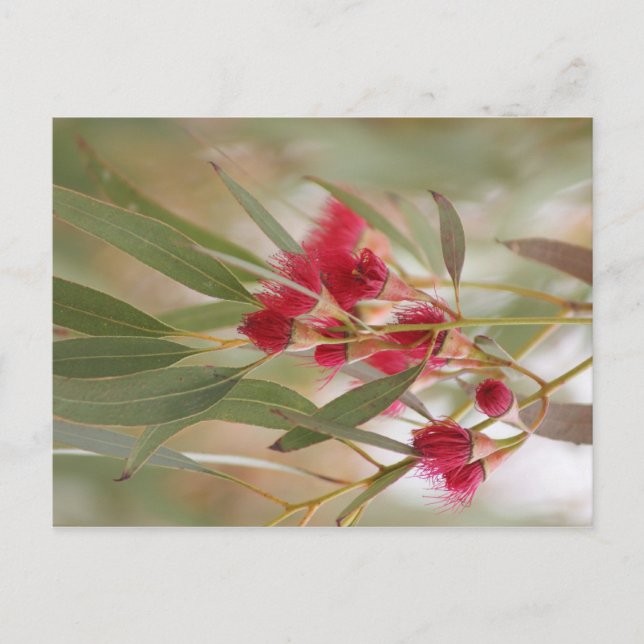 Zahnblüten Postkarte (Vorderseite)