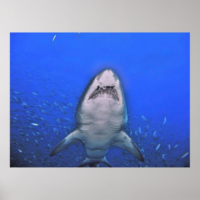 Zähne des Sand Tiger Poster (Vorne)