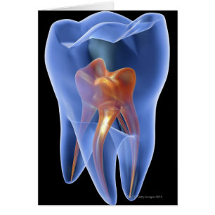 Zahnseide, durchsichtiger Querschnitt eines Molars