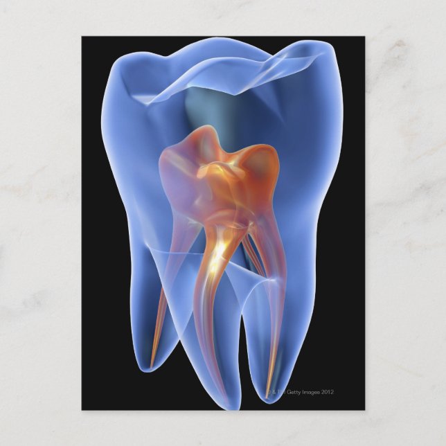 Zahnseide, durchsichtiger Querschnitt eines Molars Postkarte (Vorderseite)