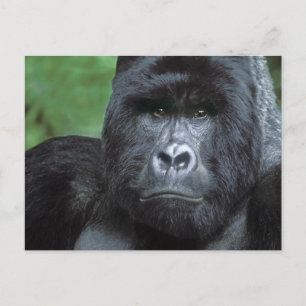 Zaire, Virungas Nationalpark. Portrait Postkarte