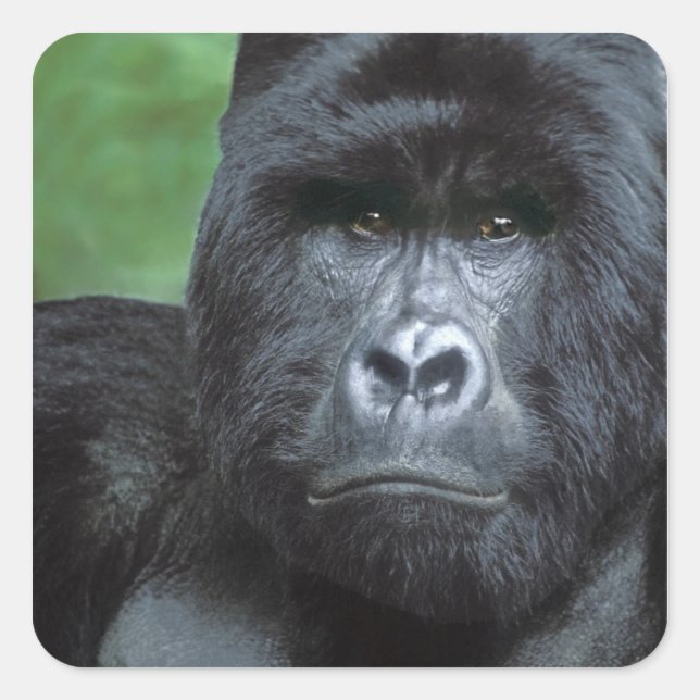 Zaire, Virungas Nationalpark. Portrait Quadratischer Aufkleber (Vorderseite)