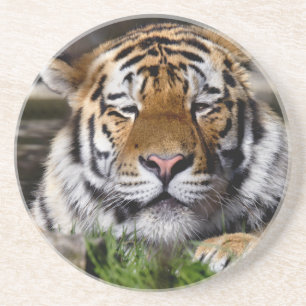 Zambar Tiger Achterbahn Untersetzer
