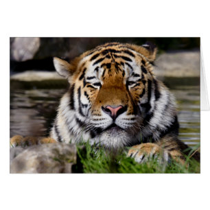 Zambar Tiger Card