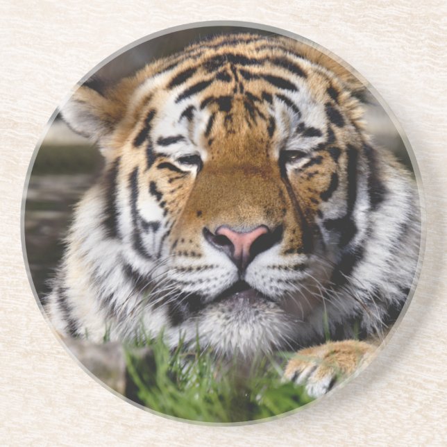 Zambar Tiger Untersetzer (Vorne)