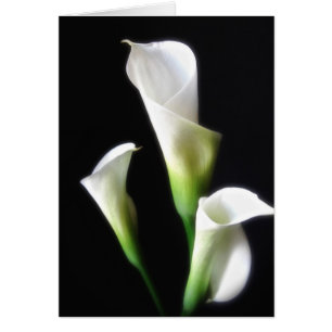 Zantedeschia 3