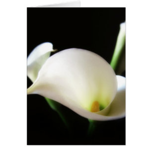 Zantedeschia 7