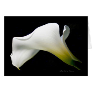 Zantedeschia--avec la grâce et le style* :