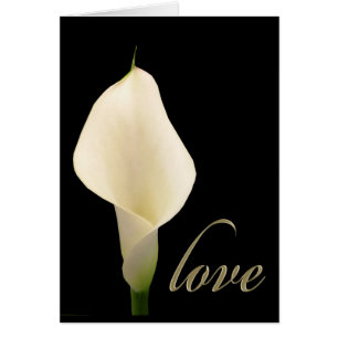 Zantedeschia blanc simple