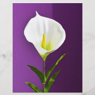 Zantedeschia-Blume Flyer