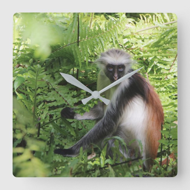 Zanzibar Monkey Clock Quadratische Wanduhr (Vorderseite)