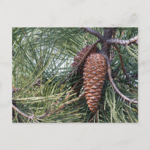 Zapfen auf dem Kiefernbaum Postkarte