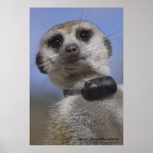 Zaphod - König des Kalahari-Posters Poster (Vorne)