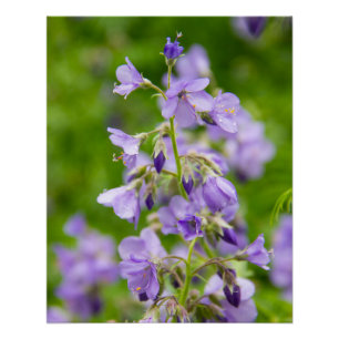 Zarte blaue Blumen auf einem grünen Feld im Frühli Poster