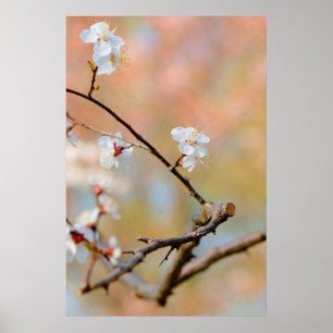 Zarte Blüten des Japanischen Aprikosenbaums Poster