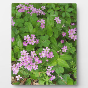 Zarte kleine rosa Wildblumen Fotoplatte