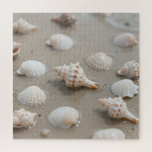 Zarte Muscheln Strand Serenität