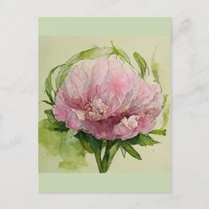 Zarte rosa Pfingstrose  Postkarte