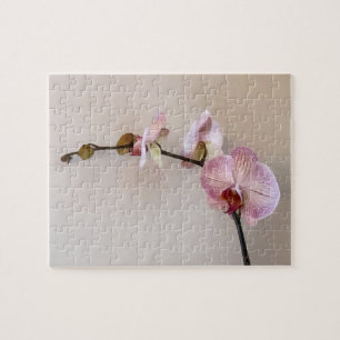 Zarte rosa Phalaenopsis-Orchideen