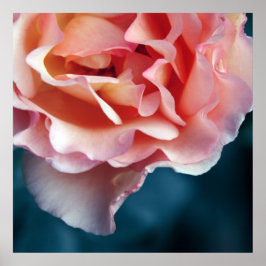 Zarte rosa Rosenblüten Makro abstrakt Poster