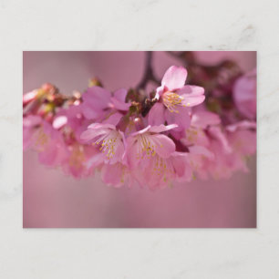 Zarte rosa Sakura-Kirschblüten Bouquet Postkarte