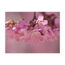 Zarte rosa Sakura-Kirschblüten Bouquet