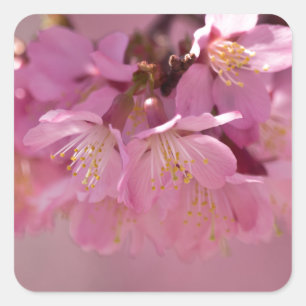 Zarte rosa Sakura-Kirschblüten Bouquet Quadratischer Aufkleber