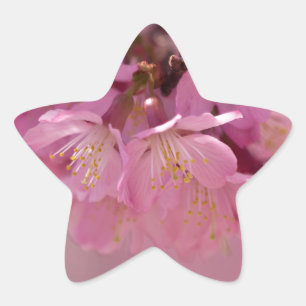 Zarte rosa Sakura-Kirschblüten Bouquet Stern-Aufkleber