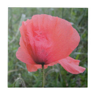 Zarte rote Mohnblume Fliese
