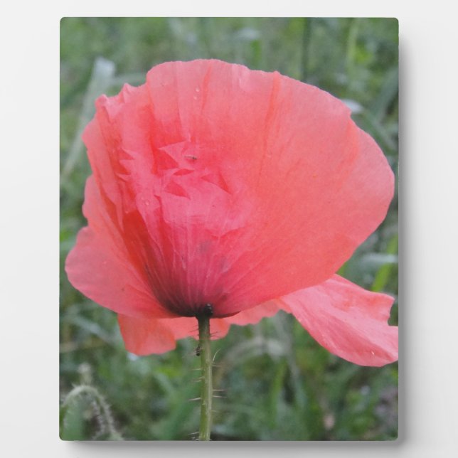 Zarte rote Mohnblume Fotoplatte (Vorderseite)