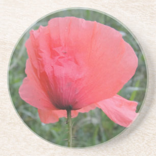 Zarte rote Mohnblume Getränkeuntersetzer