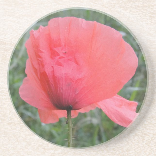 Zarte rote Mohnblume Getränkeuntersetzer (Vorne)